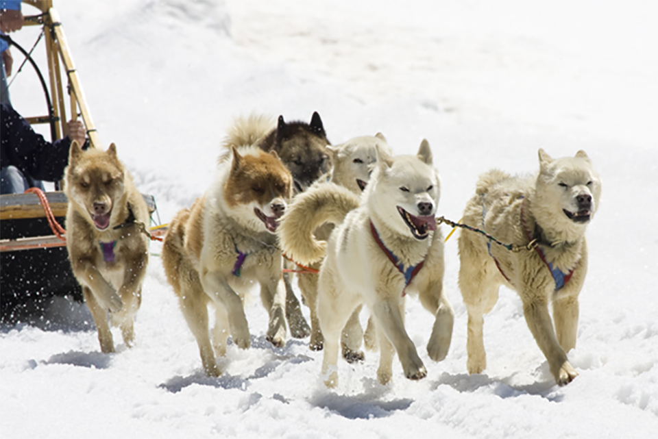 Chiens